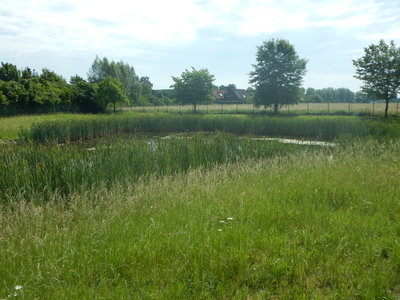 Regenrückhaltebecken Buddenbaumstraße Freckenhorst