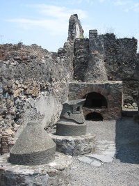 Cloaka maxima