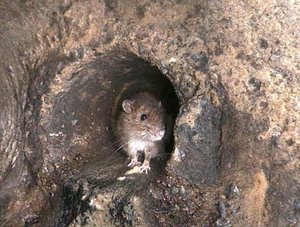 Rohr mit Ratte